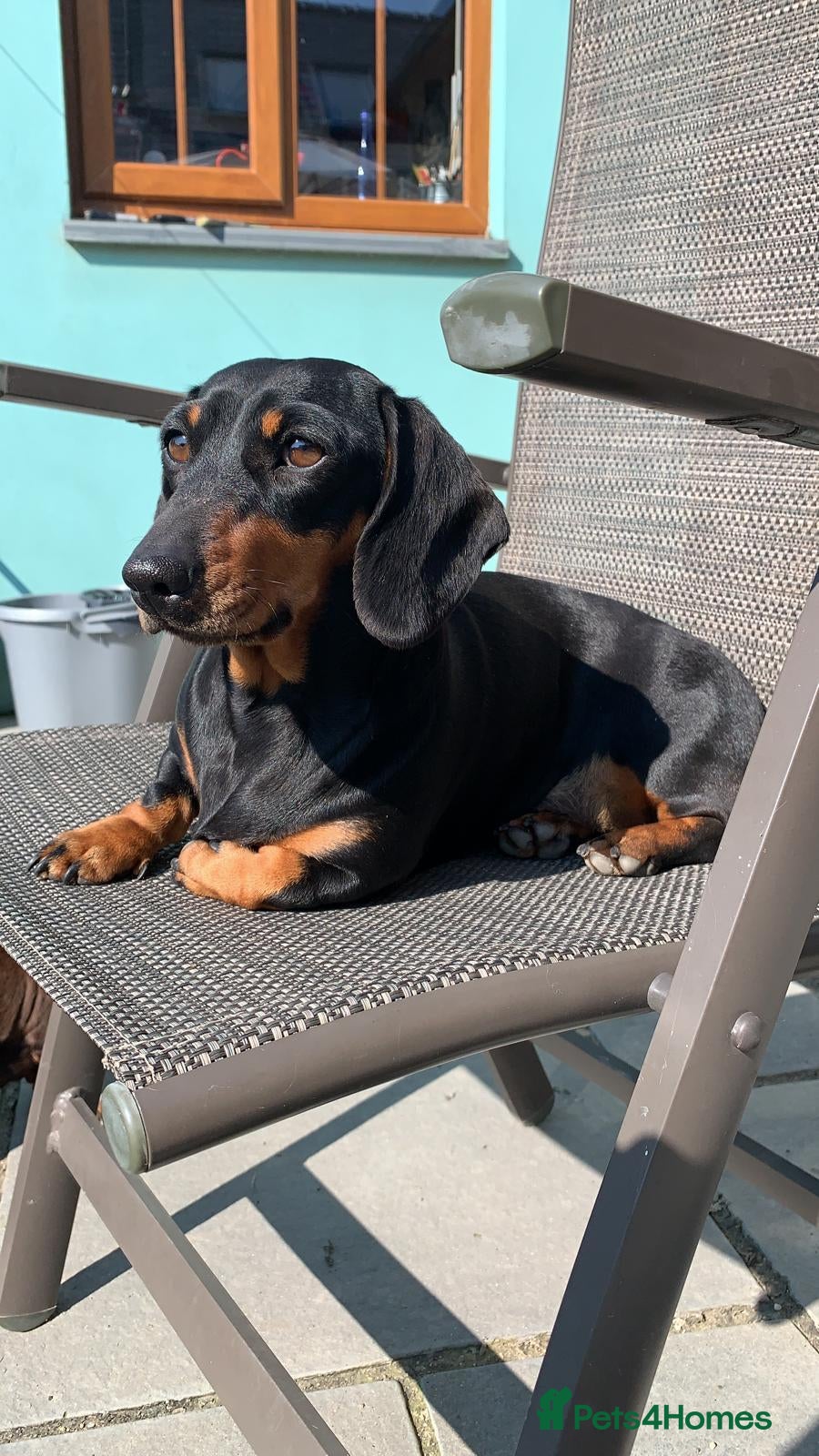 Miniature Dachshund dogs 3 Gorgeous Smooth Coat Miniature Dachshund Puppies - Advert 1