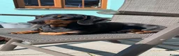 Miniature Dachshund dogs for sale: 3 Gorgeous Smooth Coat Miniature Dachshund Puppies - Advert 1