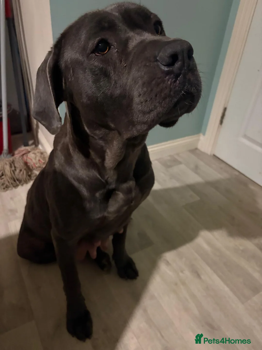 Mastiff dogs for sale: cane corso puppys! - Advert 2