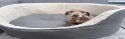 Miniature Dachshund dogs for sale: Beautiful dachshund babies  in Stafford - Advert 17