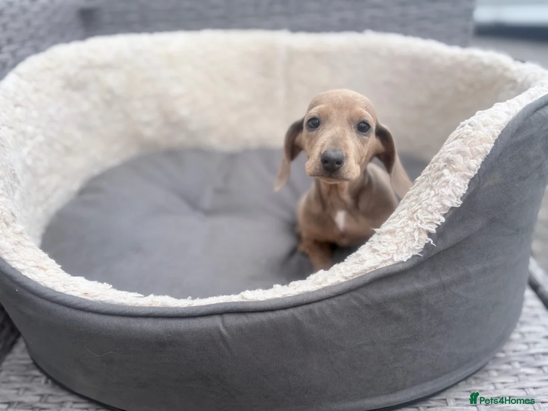 Miniature Dachshund dogs for sale: Beautiful dachshund babies  in Stafford - Advert 17