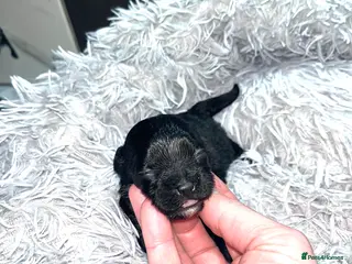 Shihpoo dogs Toy Shihpoo puppies - Advert 4