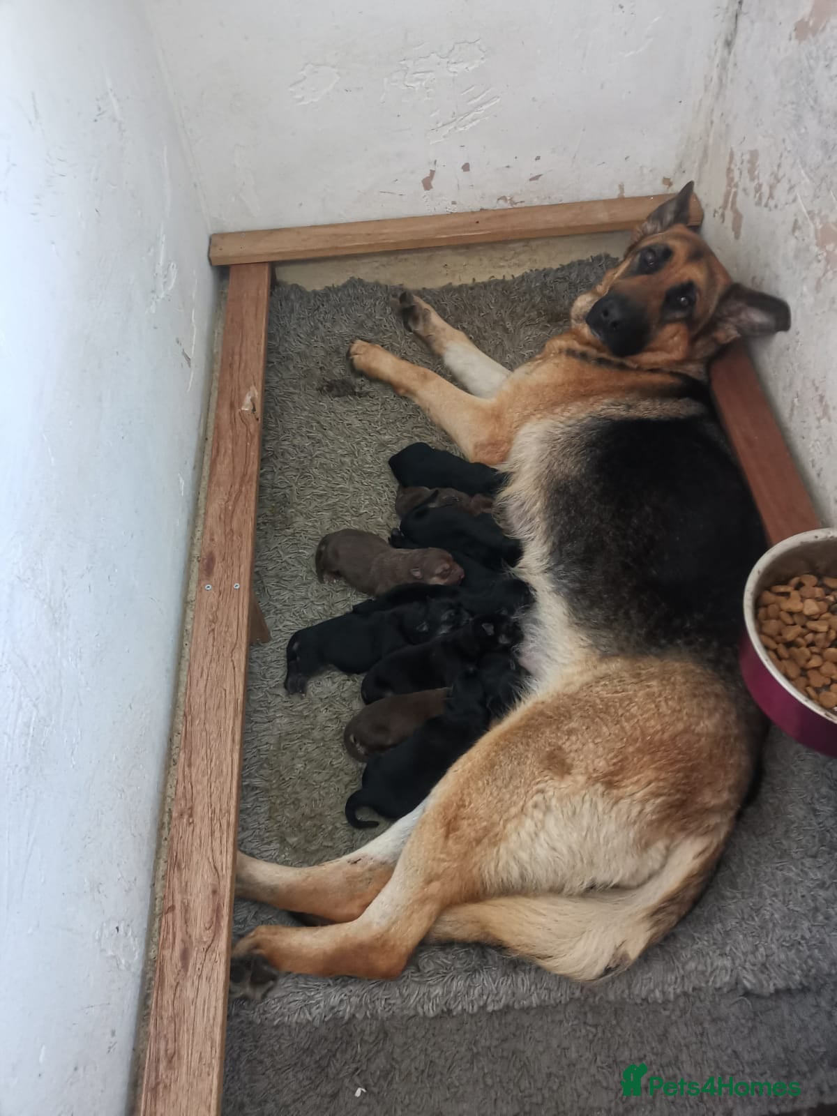 German Shepherd dogs 11 beautiful German Shepard  - Advert 1