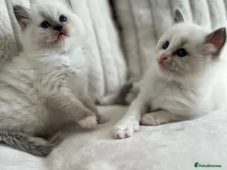 Ragdoll cats TICA REGISTERED Gorgeous Ragdoll Kitten - Advert 10