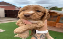 Cocker Spaniel dogs for sale: KC REGISTERED SHOW-TYPE COCKERS - Image 10