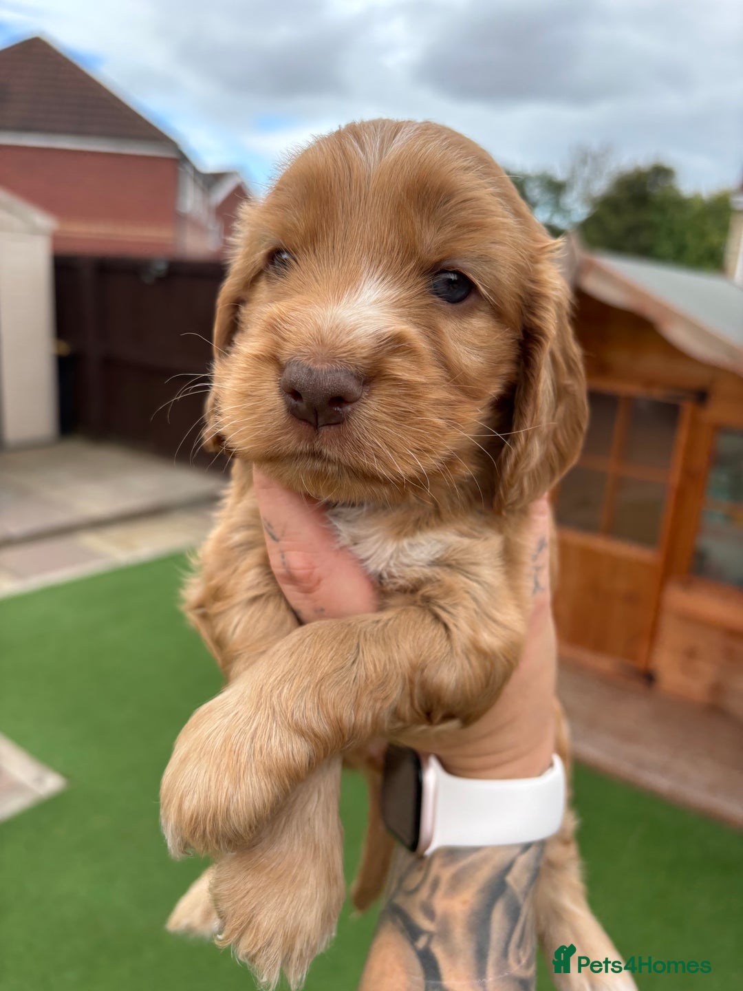 Cocker Spaniel dogs for sale: KC REGISTERED SHOW-TYPE COCKERS - Image 10