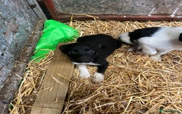 Border Collie dogs for sale: 5beautiful border collie puppies - Image 9