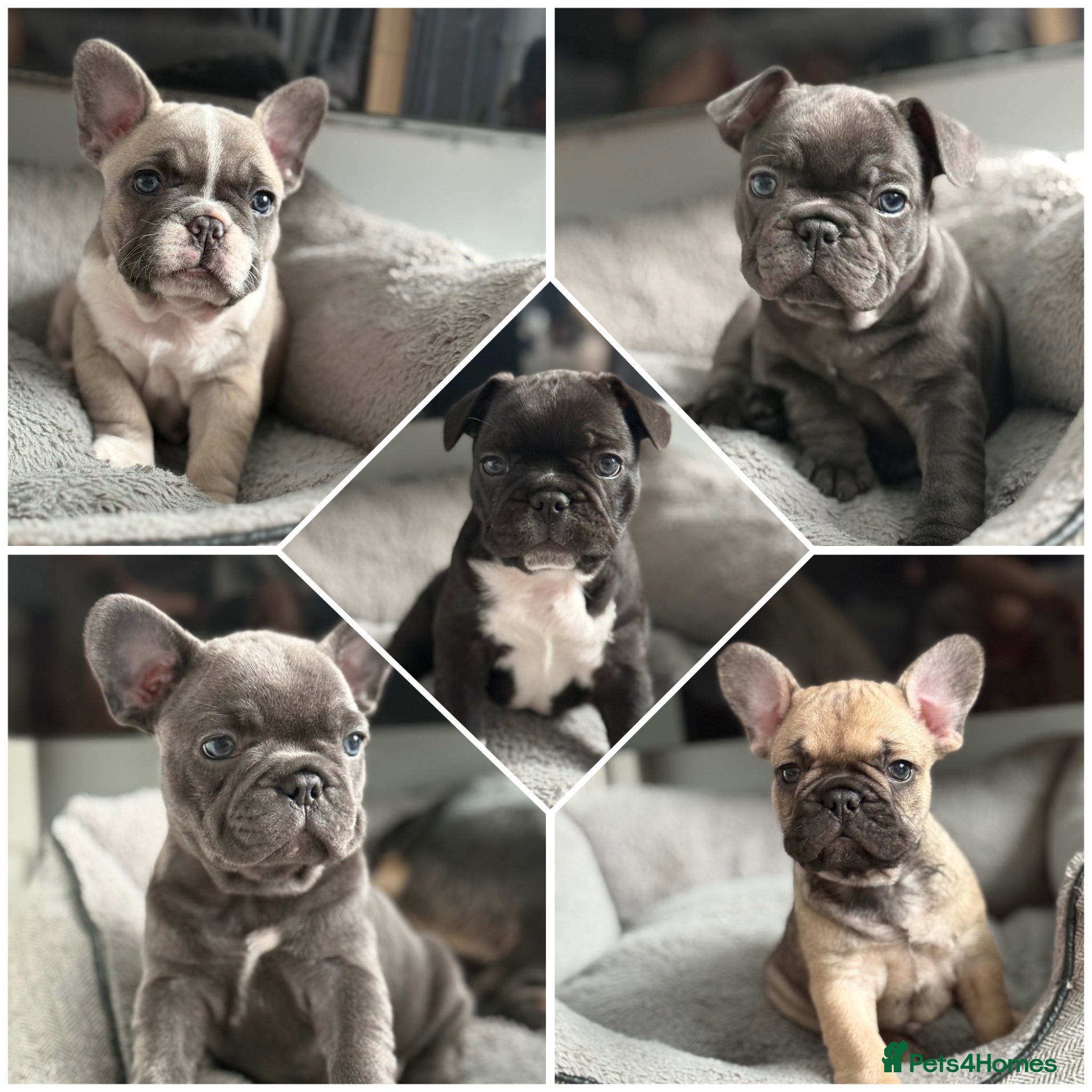 French Bulldog dogs Stunning French Bulldog Puppies  - Advert 16