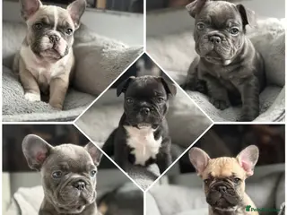 French Bulldog dogs Stunning French Bulldog Puppies - Advert 16