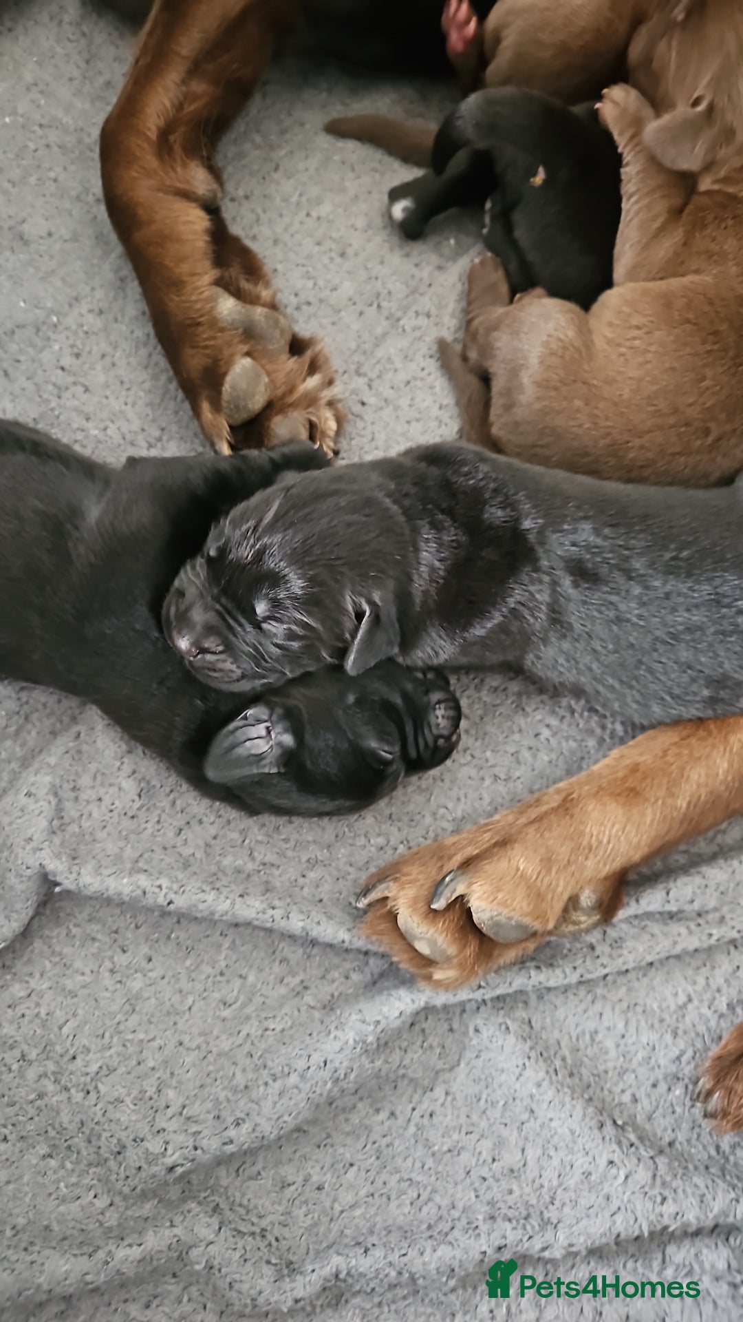 Borador dogs for sale: Labrador borador puppies - Advert 6
