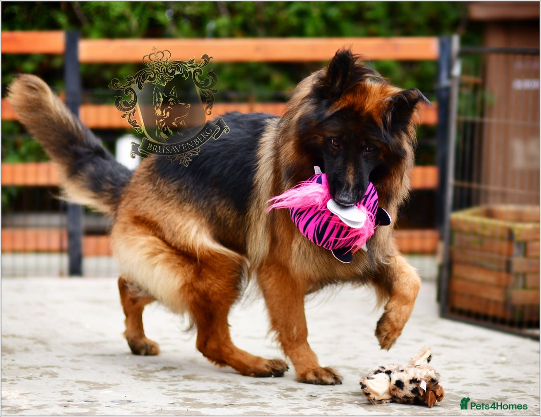 German Shepherd dogs for sale: PREGNANCY CONFIRMED * LITTER DUE 19/20 Jan - Advert 9