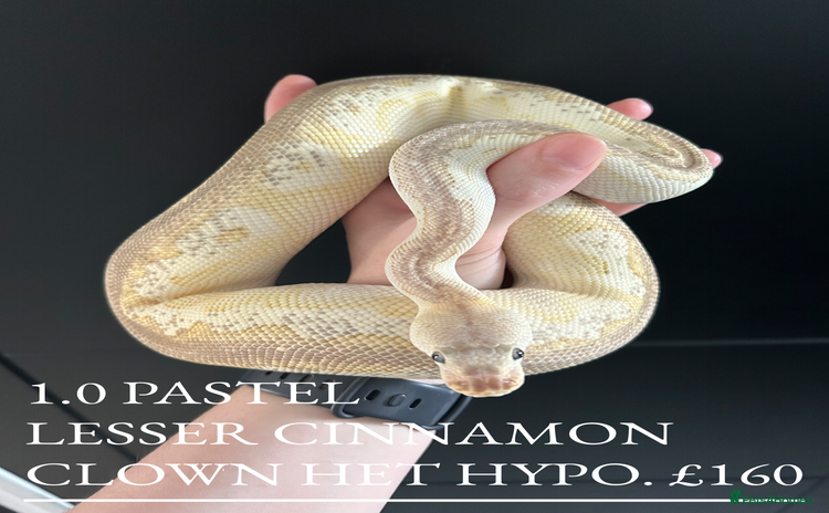 Python Snake reptiles - Advert 17