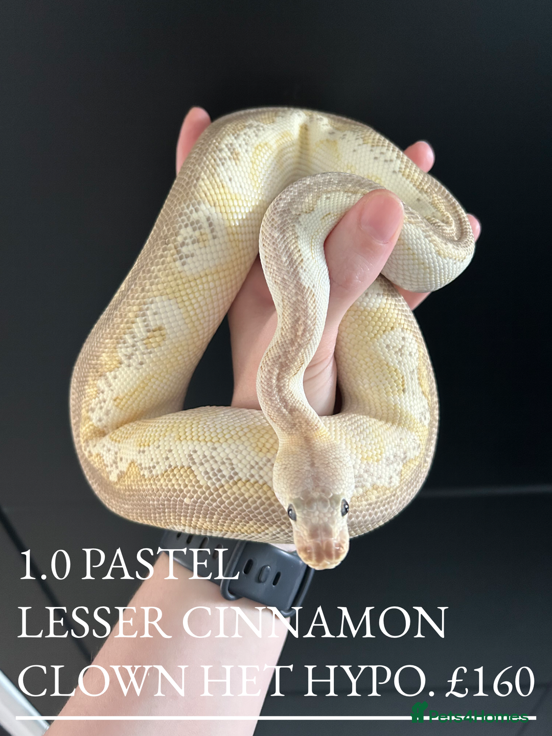 Python Snake reptiles for sale: Royal Pythons stunning morphs  - Image 2
