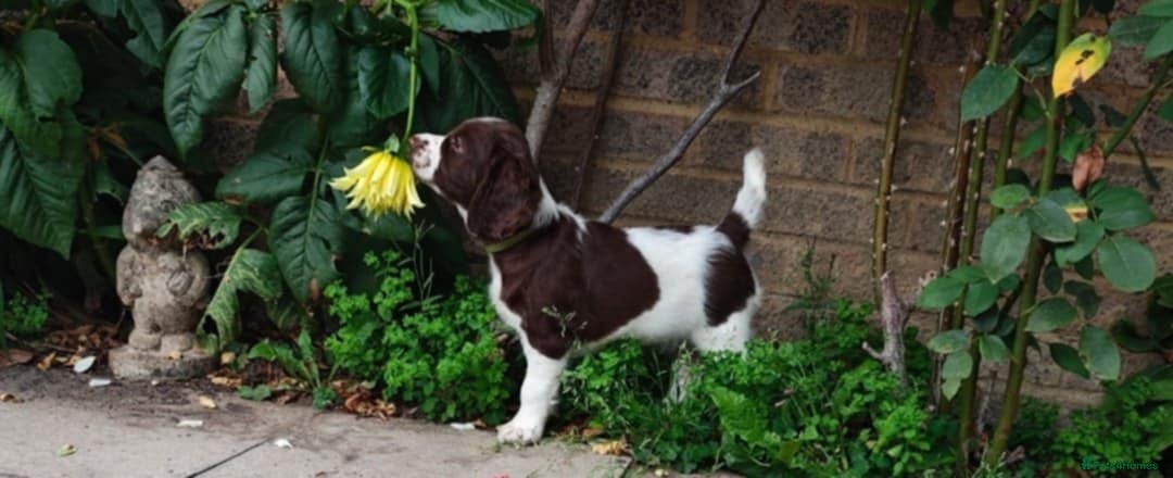 English Springer Spaniel dogs for sale: 🐾Beautiful KC Registered ES Spaniel Puppies🐾 - Image 28