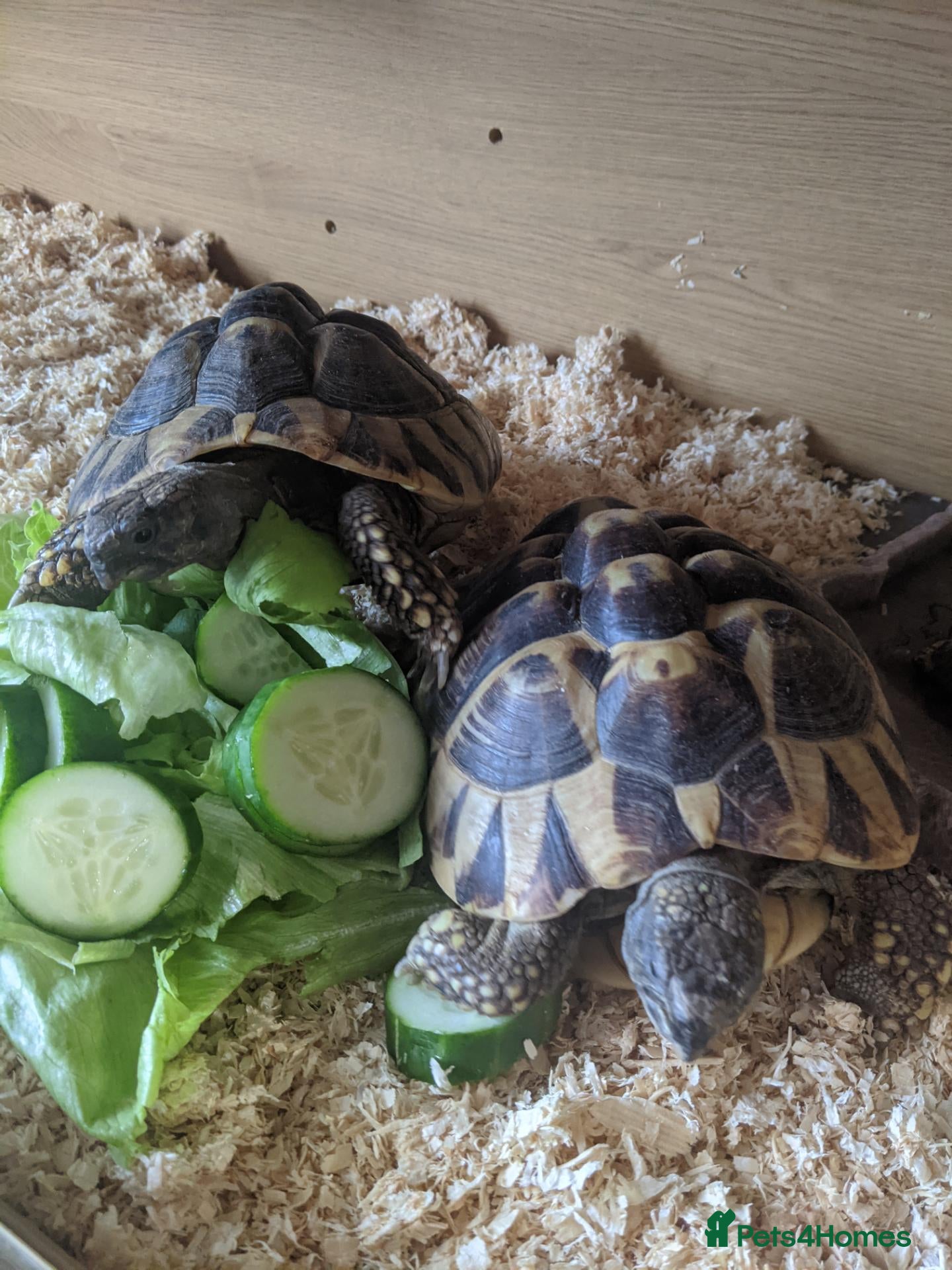 Tortoise reptiles Herman tortoises,vivarium and lamp.full set up - Advert 1
