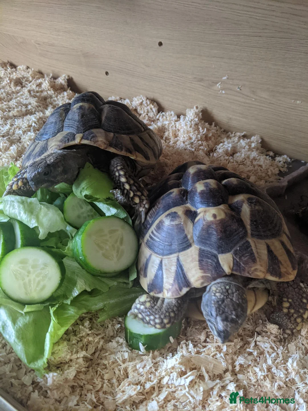 Tortoise reptiles for sale: Herman tortoises,vivarium and lamp.full set up - Advert 1