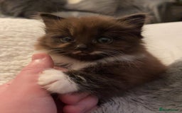 Mixed Breed cats for sale: Beautiful long haired brown & white female cat - Advert 9