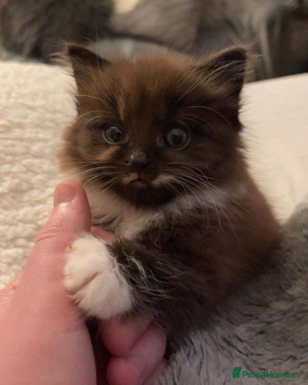 Mixed Breed cats for sale: Beautiful long haired brown & white female cat - Advert 9