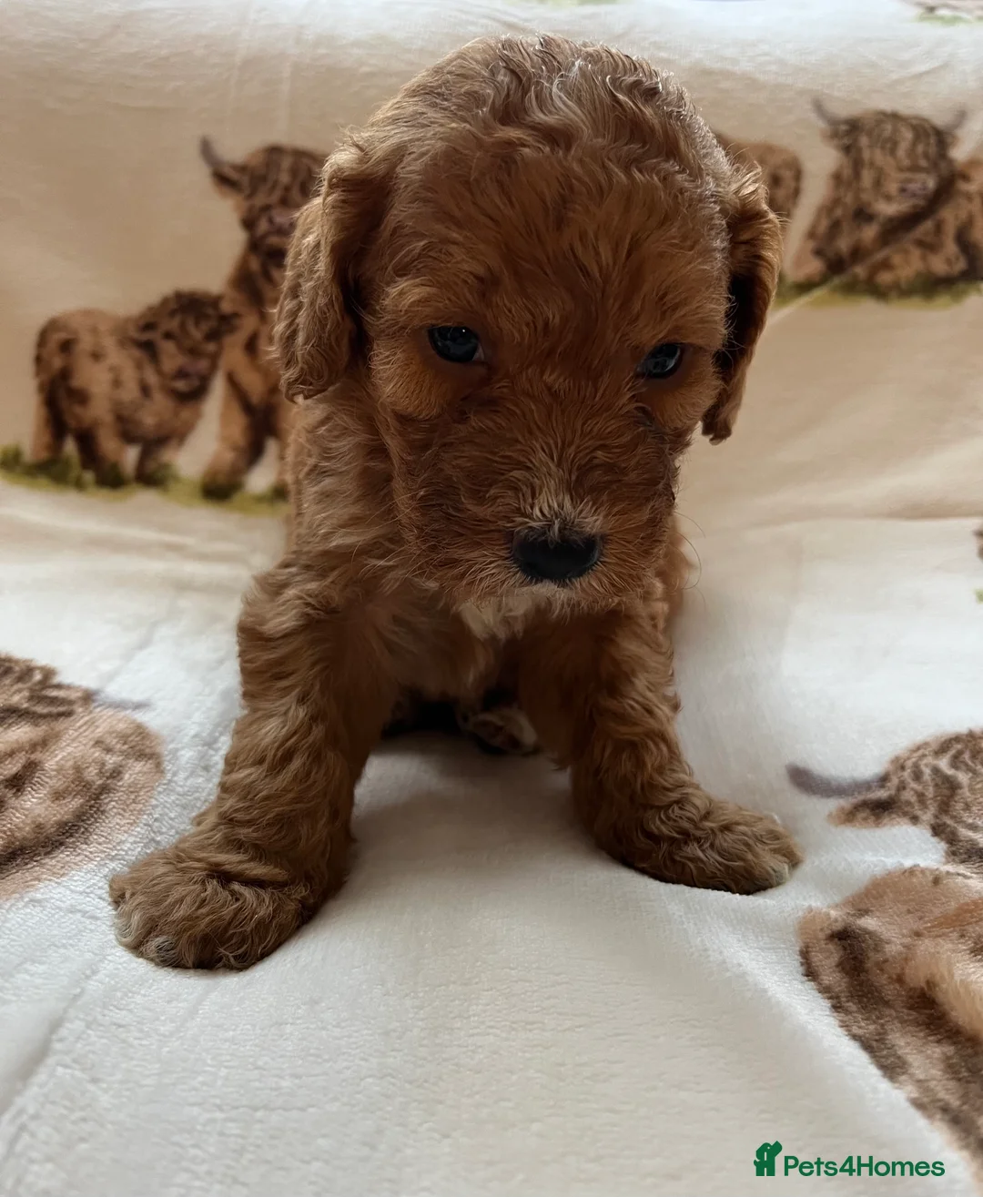 Cockapoo dogs for sale:  Stunning F1 DNA clear cockapoo puppies  - Advert 26