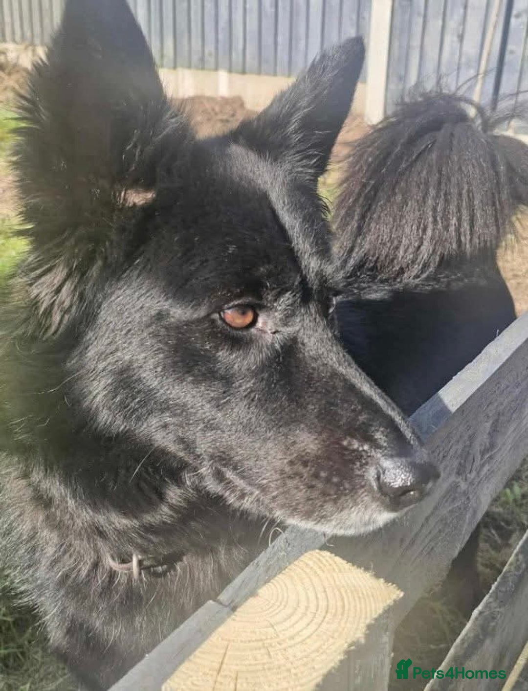 Mixed Breed dogs for adoption: Meet Bear, currently residing in Staffordshire  - Image 2