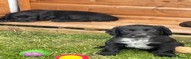 Cocker Spaniel 2