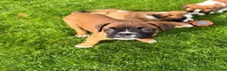 Boxer dogs for sale: Beautiful Boxer Puppies-2 Boys & 1 Girl in Reading - Advert 2