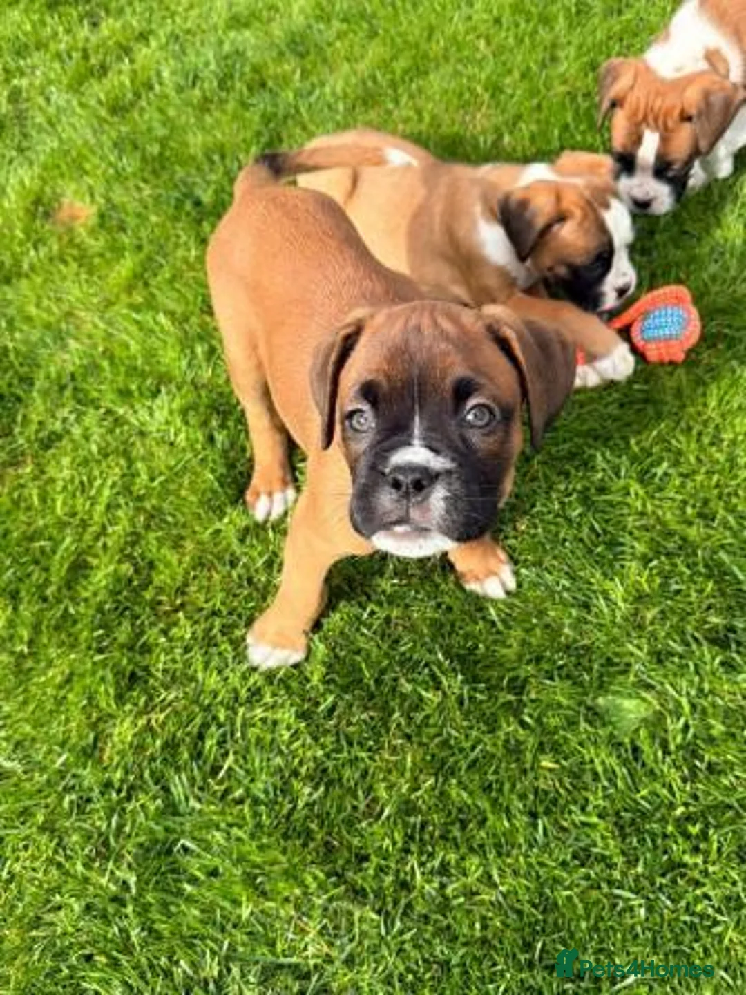 Boxer dogs for sale: Beautiful Boxer Puppies-2 Boys & 1 Girl in Reading - Advert 2