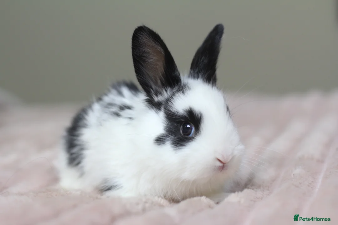 Angora rabbits for sale: Angora X bunny rabbits  - Advert 6