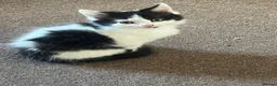 Mixed Breed cats for sale: gorgeous boys in Mansfield - Advert 11