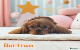 Cavapoo dogs for sale: Red Cavapoo puppies  - Image 16