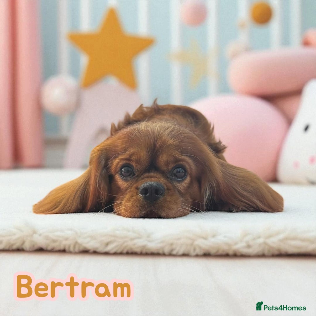 Cavapoo dogs for sale: Red Cavapoo puppies  - Image 16