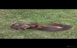Miniature Dachshund dogs for sale: 2 miniture Dachshund unrelated to go together - Image 2