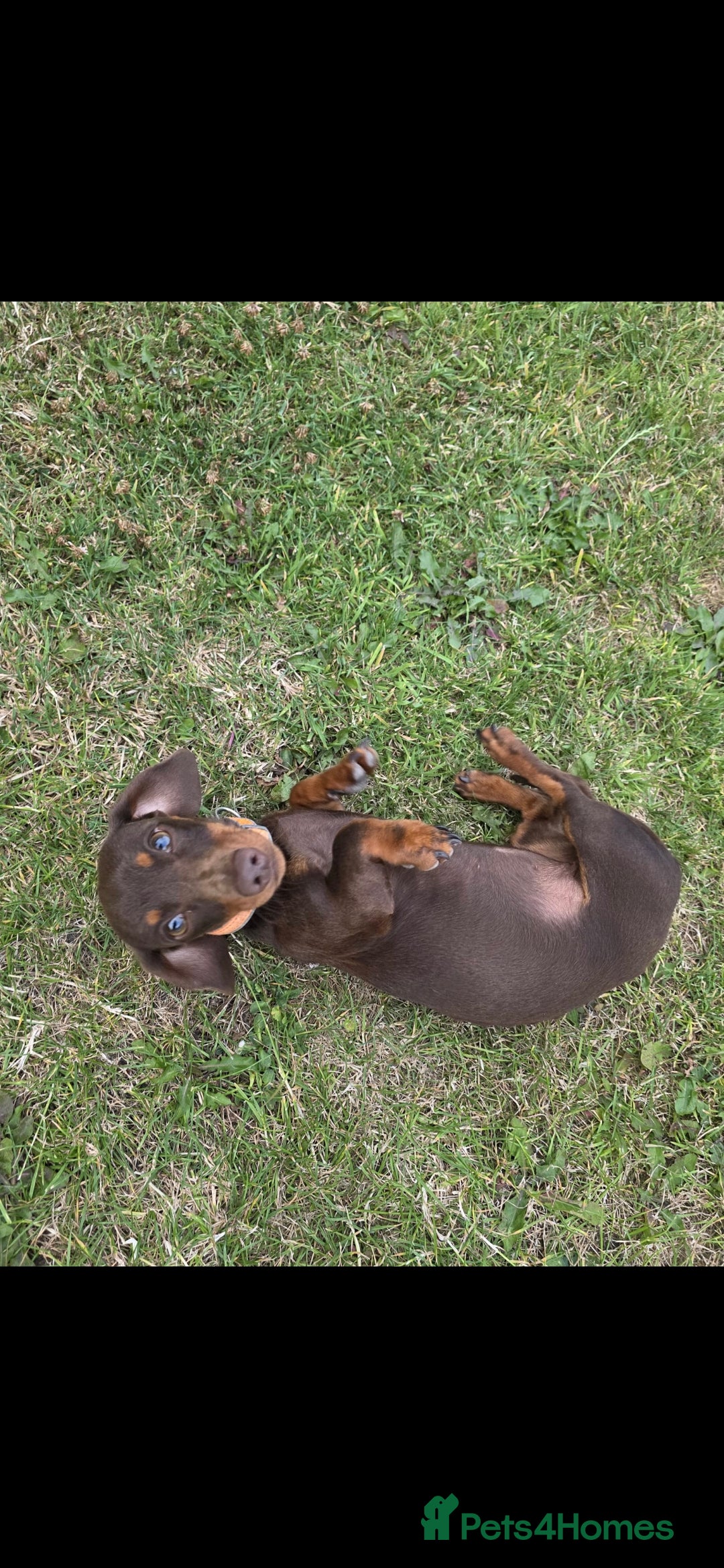 Miniature Dachshund dogs for sale: 2 miniture Dachshund unrelated to go together - Image 2