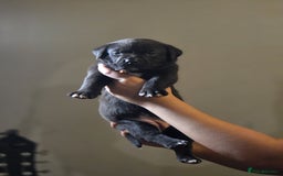 Mixed Breed dogs for sale: Labrastaff puppies for sale - Image 5