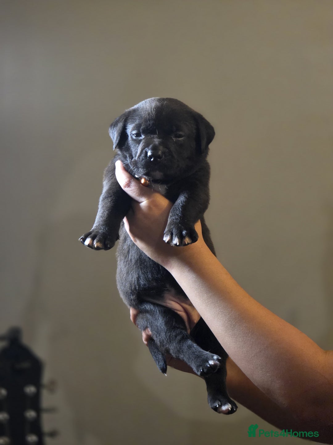 Mixed Breed dogs for sale: Labrastaff puppies for sale - Image 5