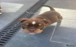 Olde English Bulldogge dogs for sale: Olde English Bulldog Puppies - Image 3