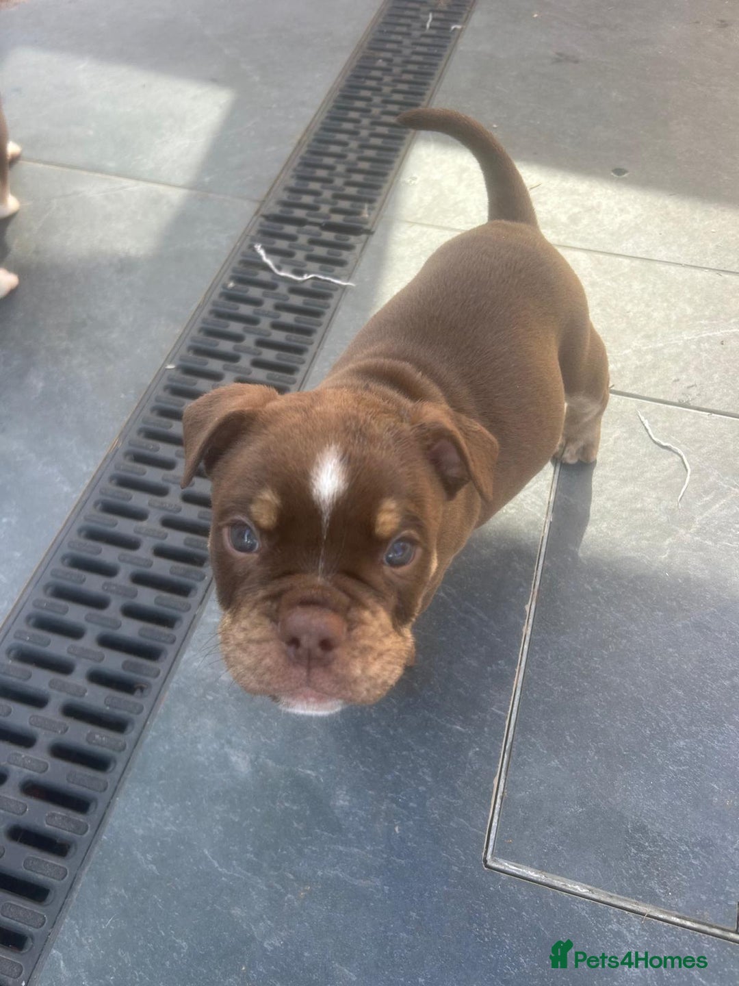 Olde English Bulldogge dogs for sale: Olde English Bulldog Puppies - Image 3