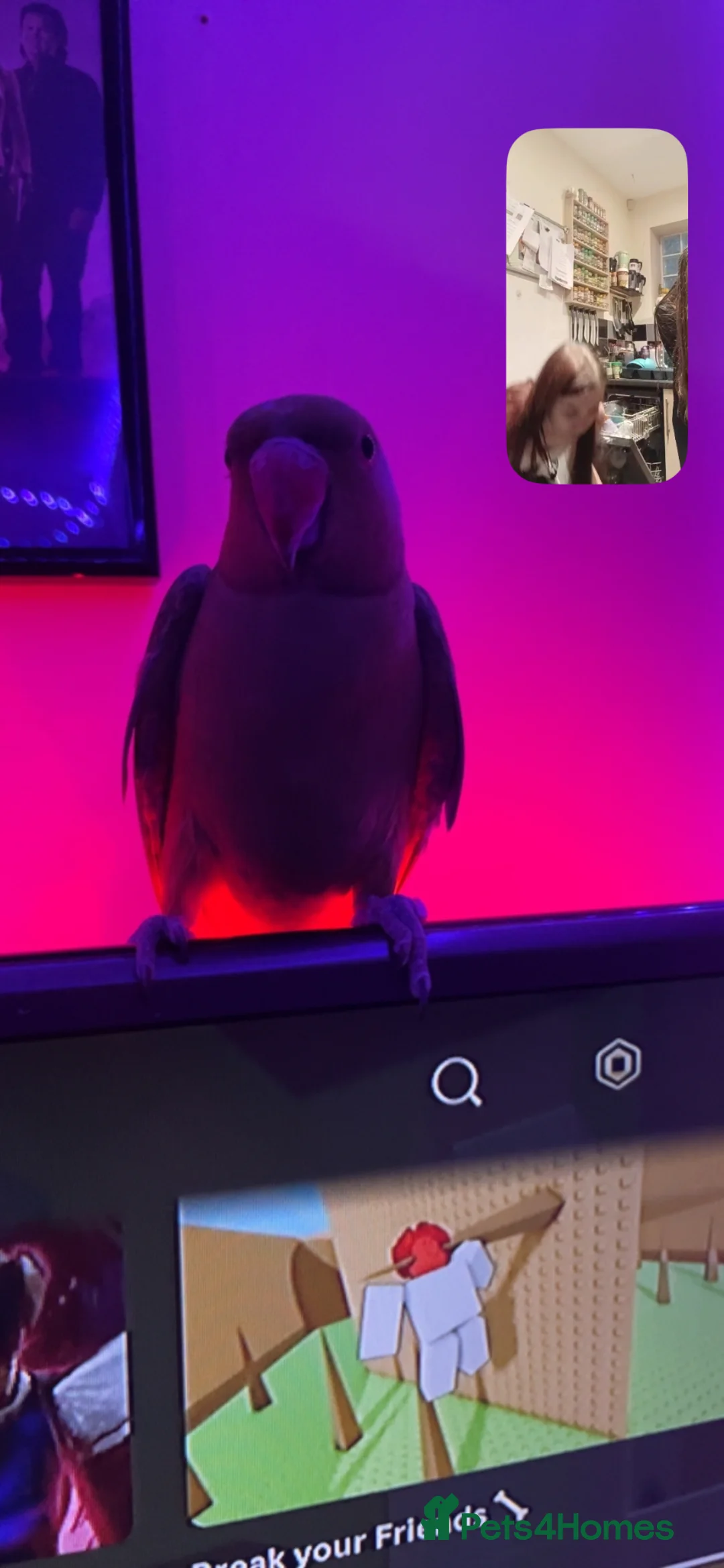 Ringnecks birds for sale: Ring neck bird £200  in Birmingham - Advert 7