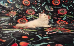 Persian cats for sale: Persian Kittens  - Image 12
