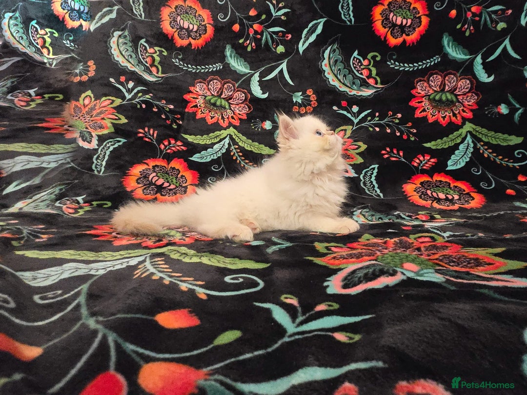 Persian cats for sale: Persian Kittens  - Image 12