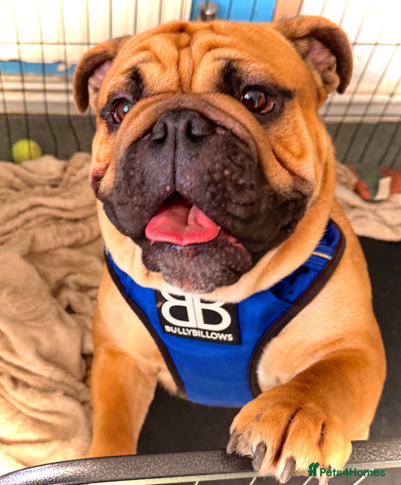 English Bulldog dogs BANKSY BOY - Advert 3