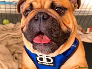 English Bulldog dogs BANKSY BOY - Advert 3