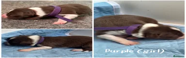 Purple