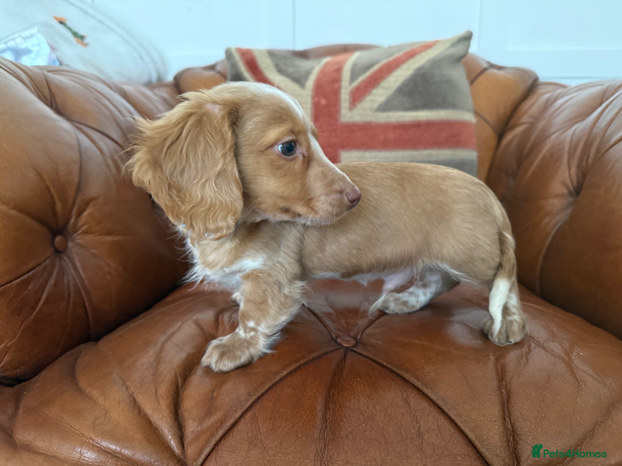 Miniature Dachshund dogs Stunning Longcoats 5 Star Reviews 5 Star Licensed - Advert 1