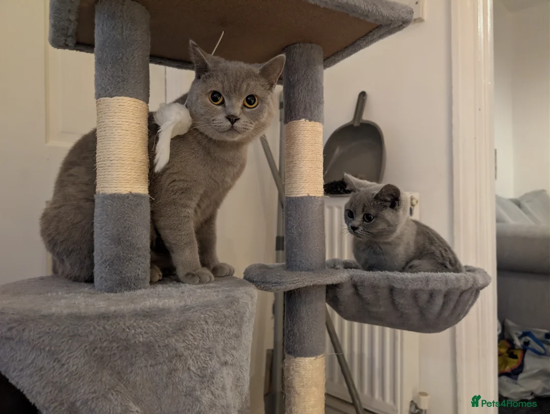 British Shorthair cats for sale: Blue British shorthair female  - Advert 3