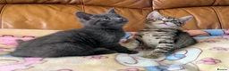 Bengal cats for sale: Adorable friendly Bengal kittens ready now!! - Advert 32