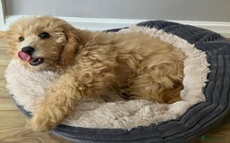 Cavapoo dogs for sale: Beautiful Apricot Cavapoo - Image 1