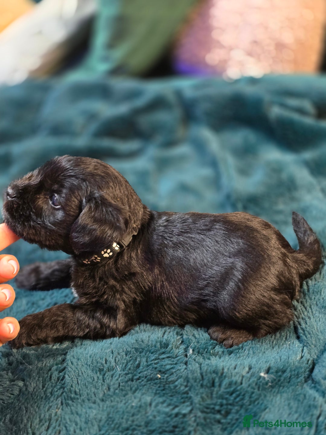 Miniature Schnauzer dogs for sale: 3 puppys left -KC - Miniature Schnauzer Puppies - Image 21