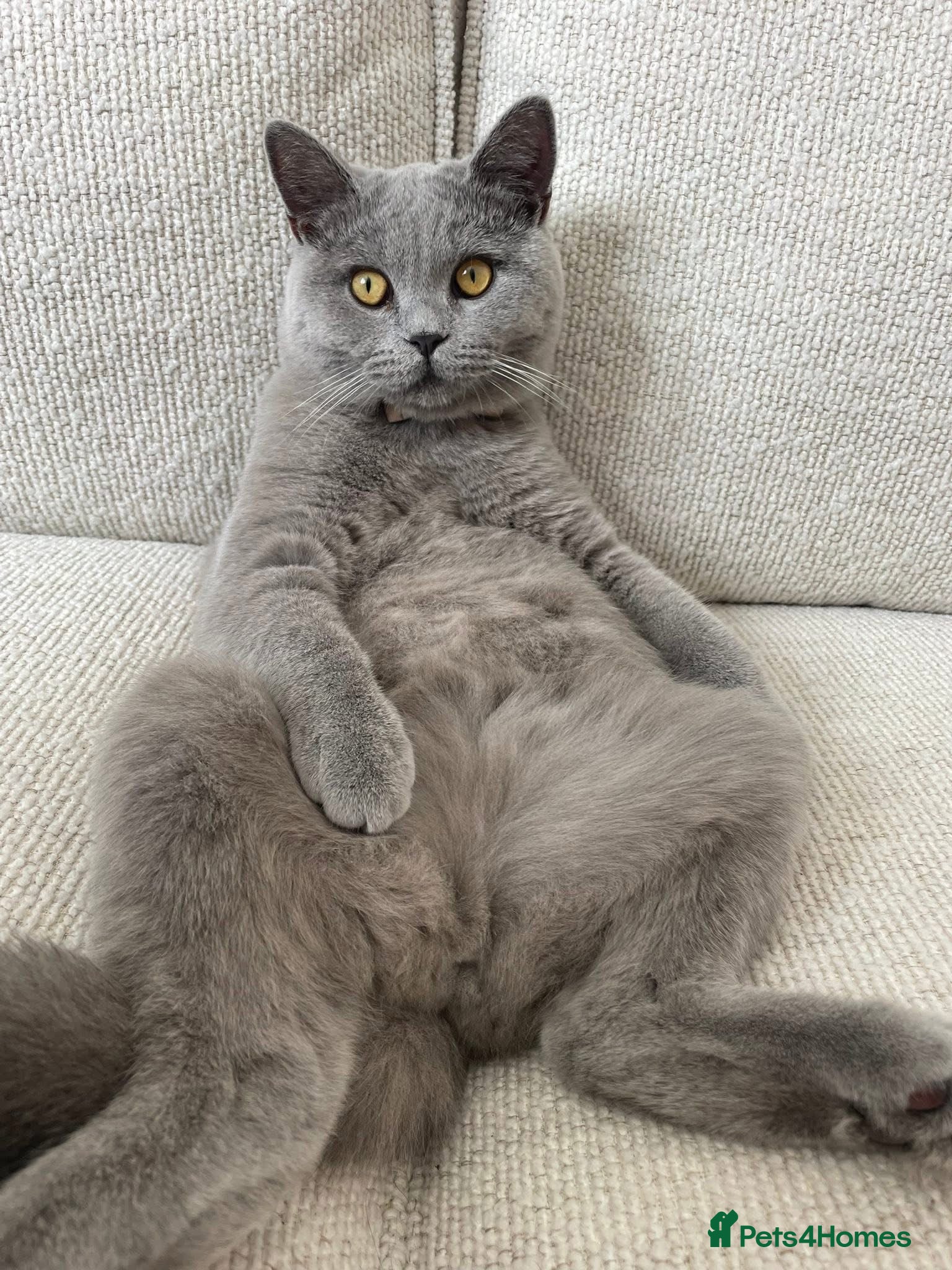British Shorthair cats Male 2 year old British Short Hair - Advert 2