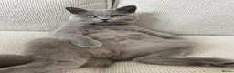 British Shorthair cats for sale: Male 2 year old British Short Hair - Advert 1
